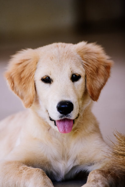 拉布拉多寻回犬的小狗抱着希望坐着等待食物。图片下载