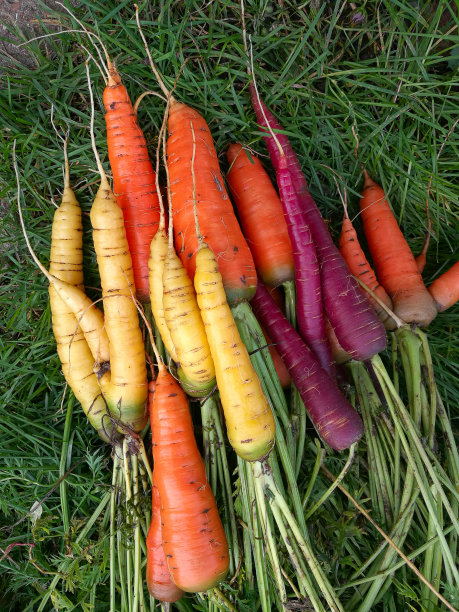 橘黄色和紫色的胡萝卜在花园里的草地上图片下载