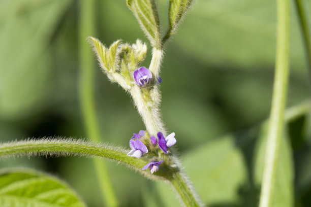 大豆花图片下载