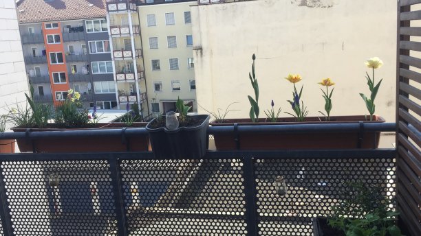 郁金香阳台图片下载