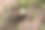一瓶含有新鲜百里香的精油图片下载