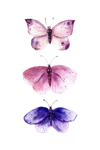 五彩缤纷的蝴蝶和飞蛾图片下载