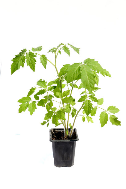 盆栽番茄苗图片下载