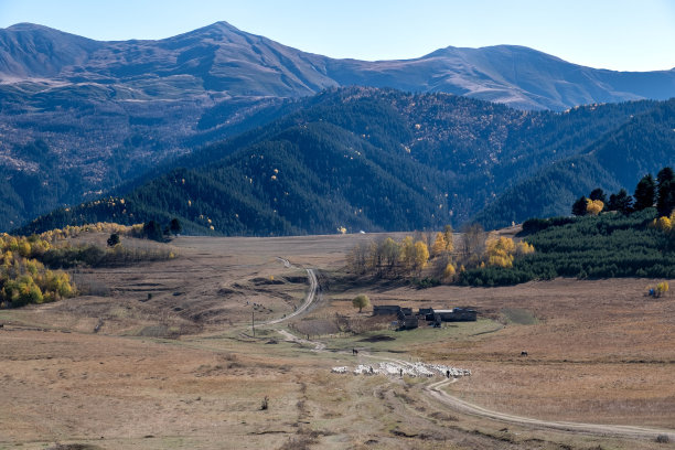 一个牧羊人带着牛群从奥马洛下山到阿尔瓦尼过冬图片下载