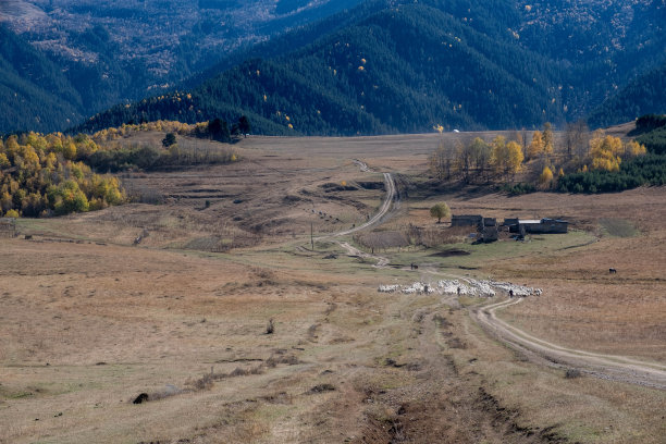 一个牧羊人带着牛群从奥马洛下山到阿尔瓦尼过冬图片下载