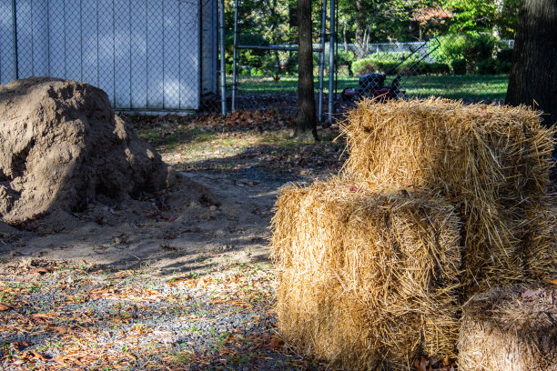 广场金黄色的草包与阳光下的树图片下载