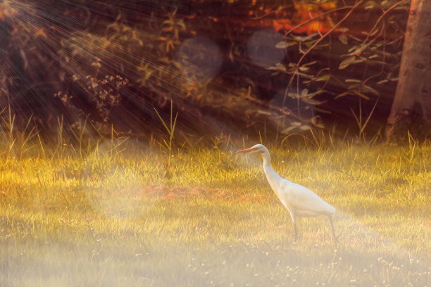 模糊不清的照片覆盖着雾和阳光在日落时淹没农田。童话般的春季或夏季梦幻农场图片下载