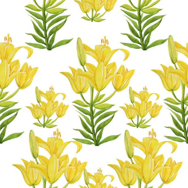 百合图案孤立对象白色背景花图片下载