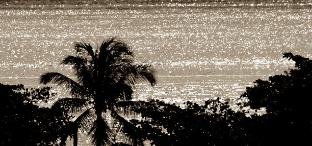 椰子树图片下载