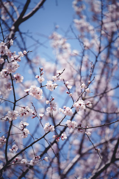 特写镜头樱花图片下载