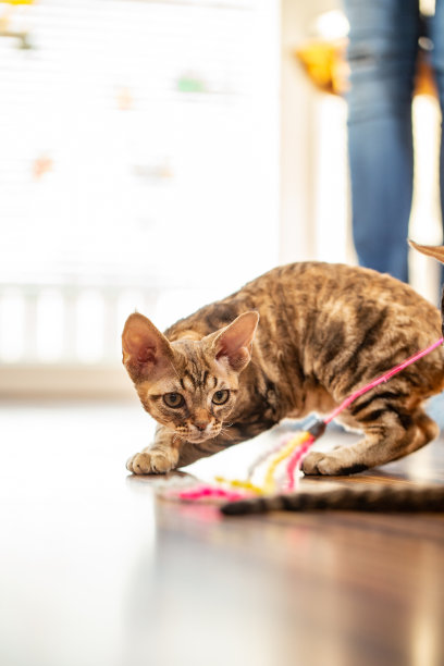 集中德文郡雷克斯小猫正在看他要抓的玩具图片下载