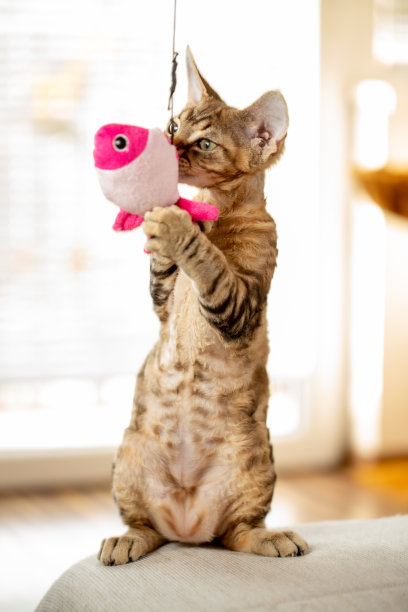 德文郡雷克斯小猫抓挂毛绒玩具宠物-库存照片图片下载