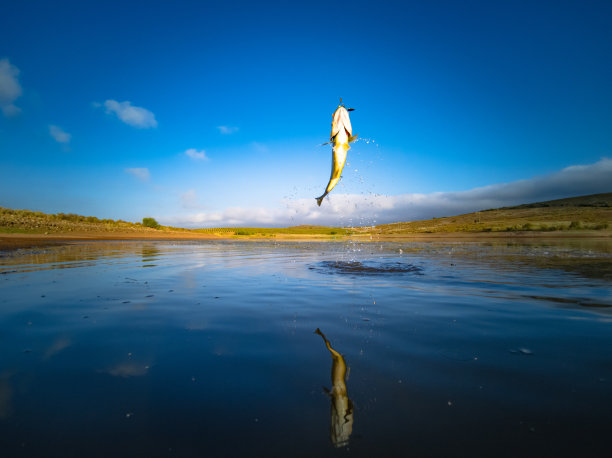 大嘴鲈鱼-在湖上钓鱼，蓝天拂晓，日出图片下载