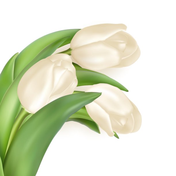 郁金香装饰背景EPS 10图片下载