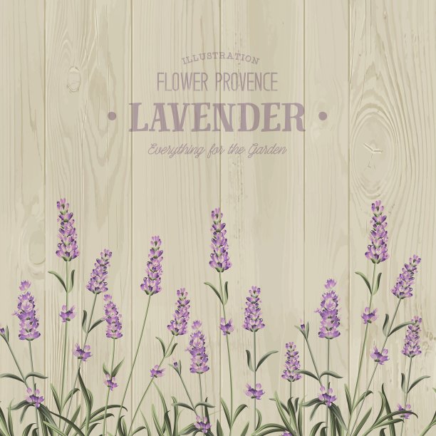 薰衣草花束图片下载