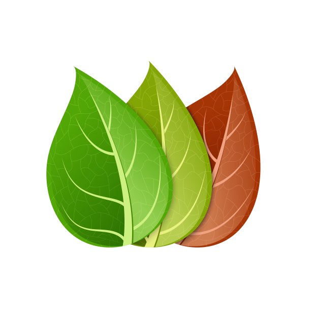 现代多彩的叶子设置在白色图片下载