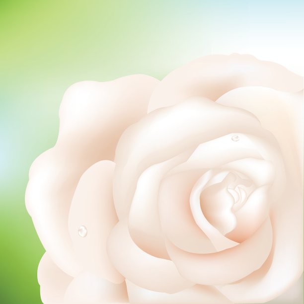 奶油色玫瑰图片下载