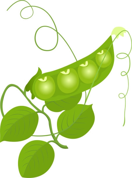 白色背景上的绿豌豆图片下载