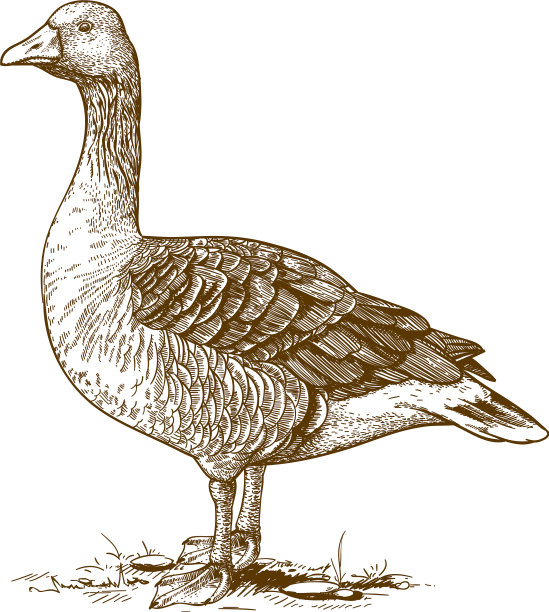 雕刻鹅图片下载