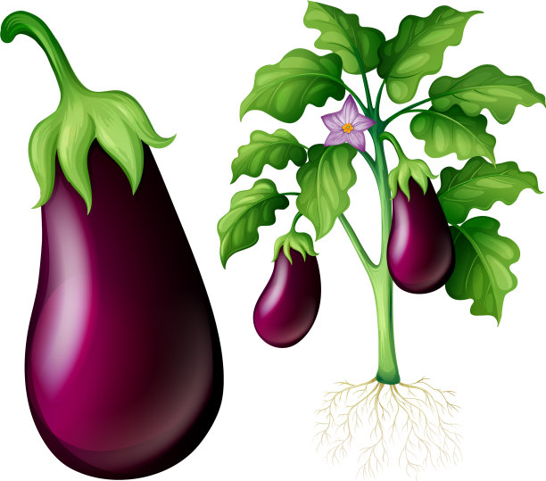 有叶和根的茄子树图片下载