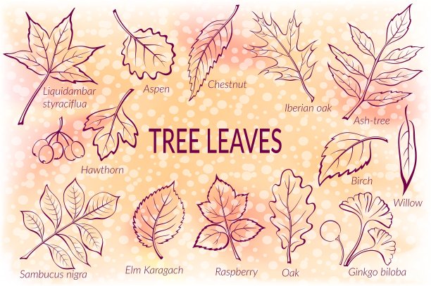 植物的叶子象形集合图片下载