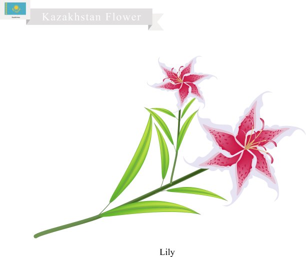 美丽的百合，哈萨克斯坦最流行的花图片下载