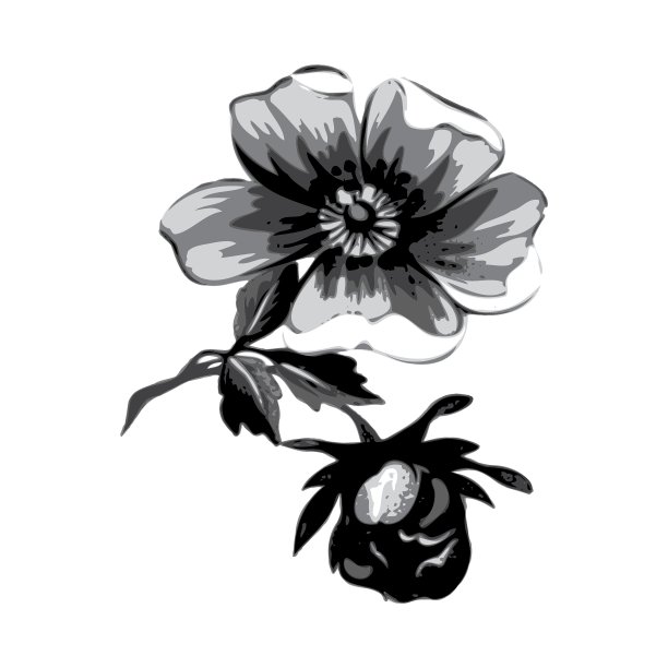 枝上有花，玫瑰，陈年垃圾图片下载