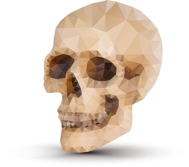 三角形的人类头骨图片下载