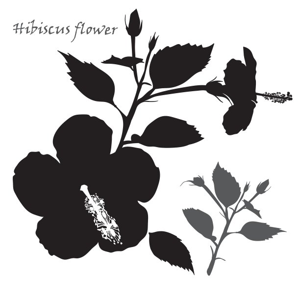 芙蓉花黑色剪影在白色图片下载