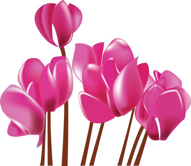 仙客来的花图片下载