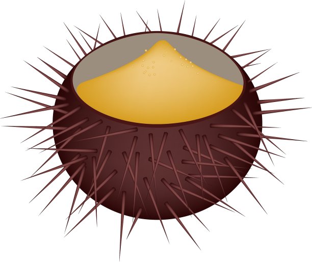 美味的鸡蛋在海胆壳图片下载