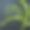 摘要绿草叶与水背景图片下载