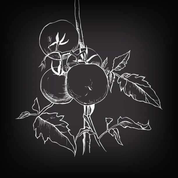 设计用的番茄草图图片下载