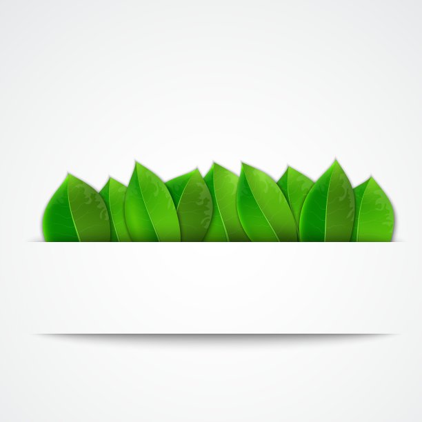 绿叶在白色的背景上图片下载