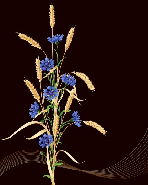 黑色的矢车菊和麦穗图片下载