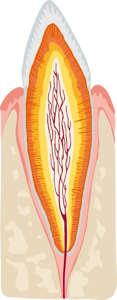 牙齿解剖图片下载