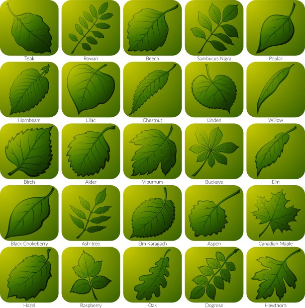 带有叶子的图标图片下载