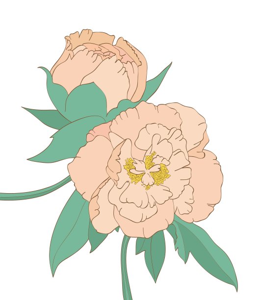 牡丹孤立在白色背景上图片下载