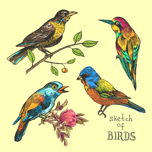 手绘的鸟图片下载