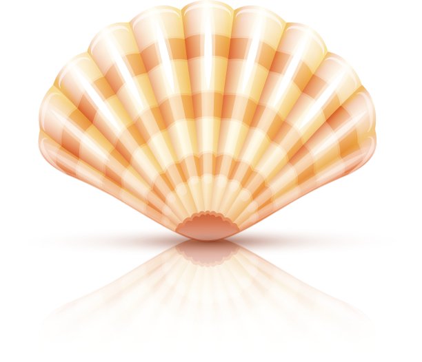 贝类海贝孤立图片下载