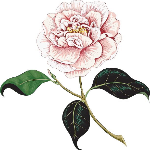 山茶花图片下载