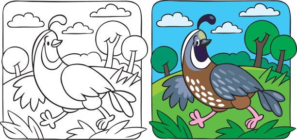 小鹌鹑着色书图片下载