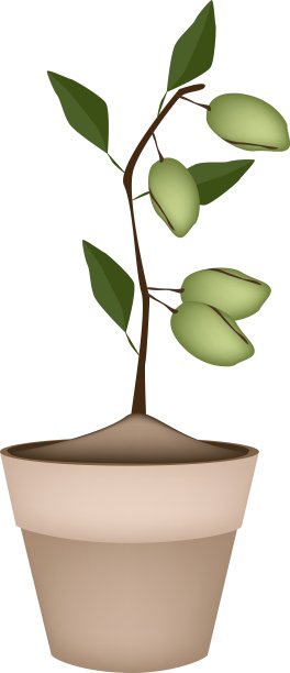 陶瓷花盆树上的未成熟杏仁图片下载
