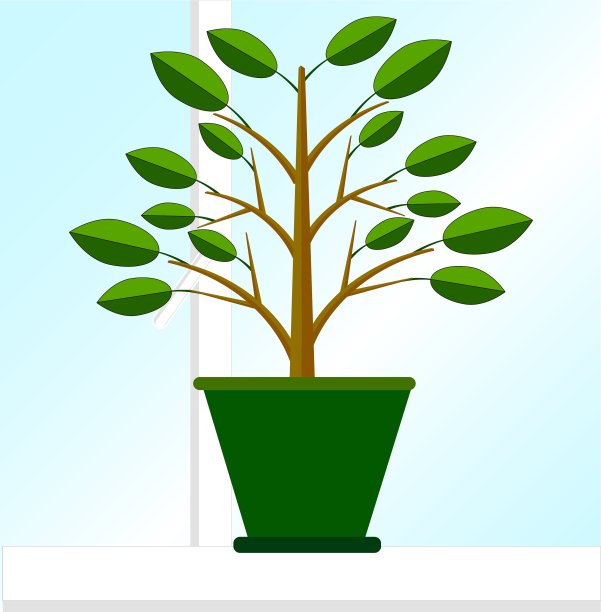 窗台上的榕树图片下载