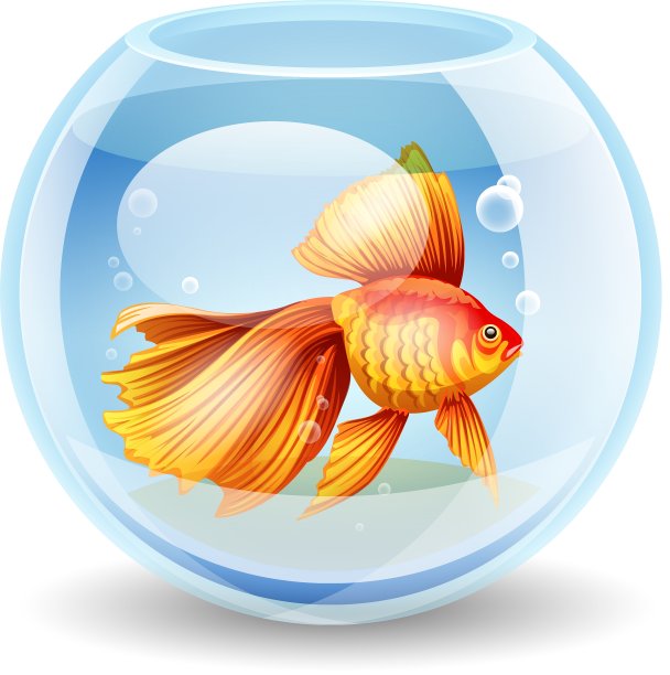鱼缸里的金鱼图片下载