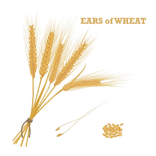 麦穗用麻绳捆着，还有一把图片下载