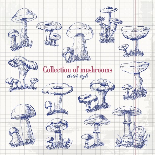 收集蘑菇素描风格在纸上图片下载
