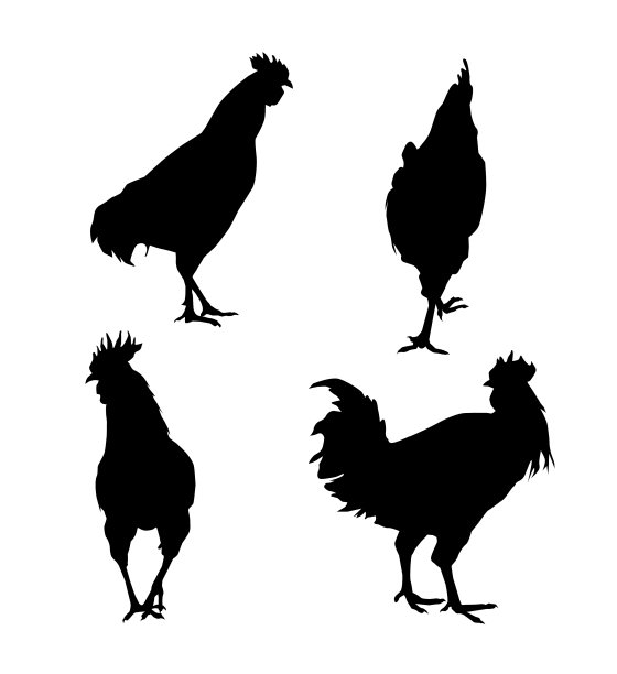 鸡轮廓集图片下载