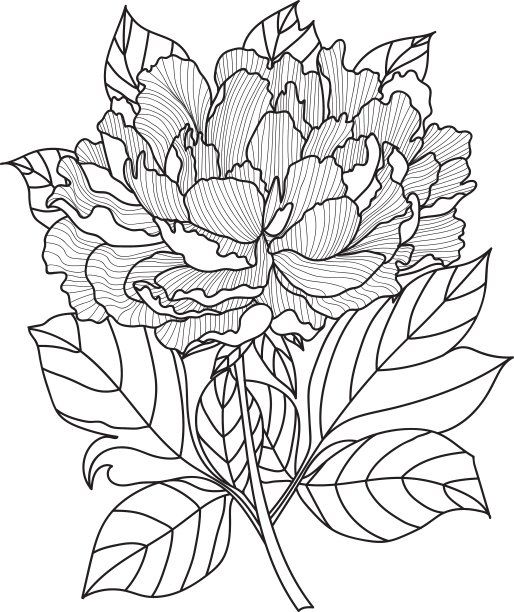 牡丹涂色书，专为成人手绘图片下载