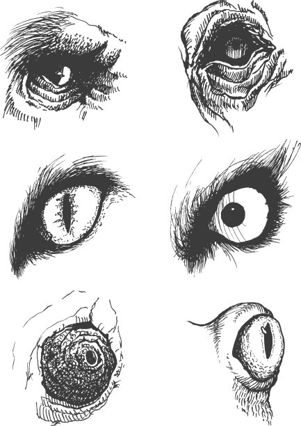 一套动物眼睛手绘Eps8图片下载